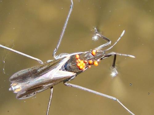 Gerris sp.