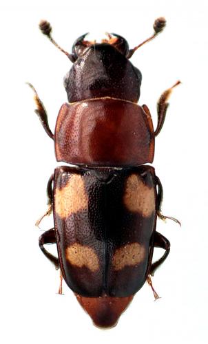 Glischrochilus quadrisignatus