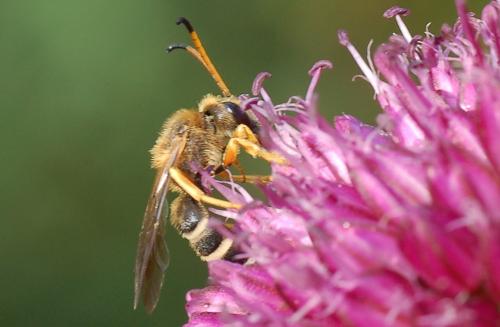 Réf. 52 577 : Halictus sexcinctus
