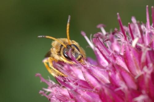 Halictus sexcinctus