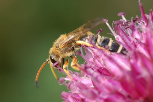 Halictus sexcinctus