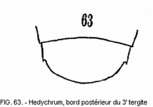 Hedychrum sp.