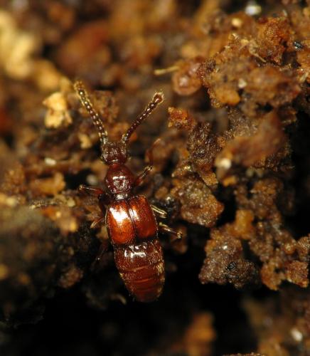 Réf. 52 060 : Batrisus formicarius
