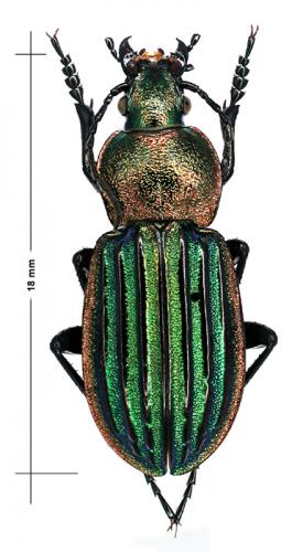 Réf. 52 880 : Carabus nitens