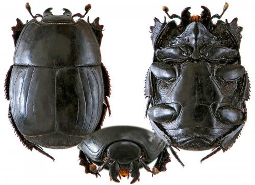 Hister quadrimaculatus
