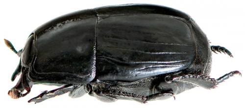 Hister quadrimaculatus