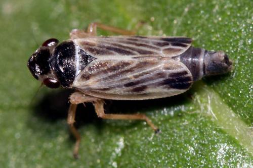 Evacanthus acuminatus