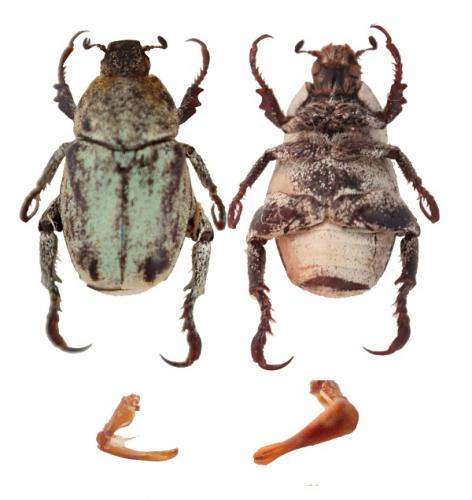 Hoplia chlorophana