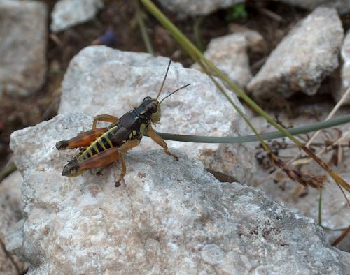 Réf. 52 791 : Podisma pedestris