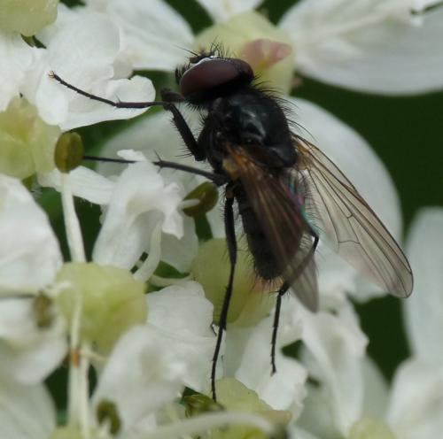 Réf. 52 788 : Hydrotaea albipuncta