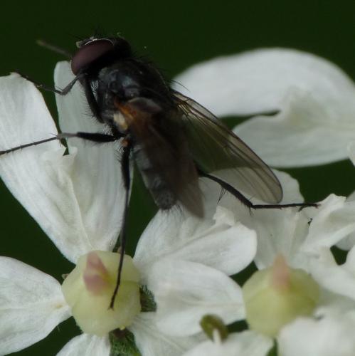 Réf. 52 789 : Hydrotaea albipuncta