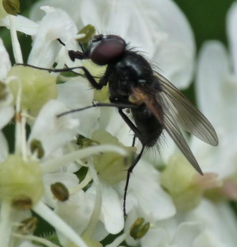 Réf. 52 838 : Hydrotaea albipuncta