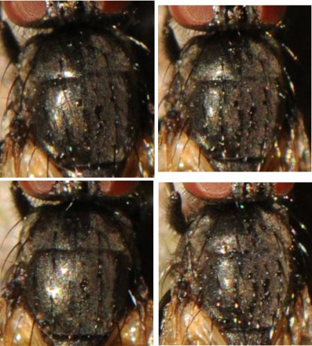 Hydrotaea armipes