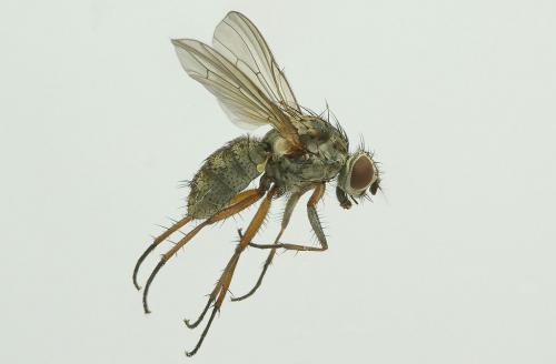 Hylemya sp.
