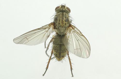 Hylemya sp.