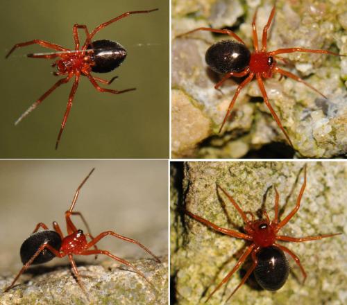 Gonatium rubens