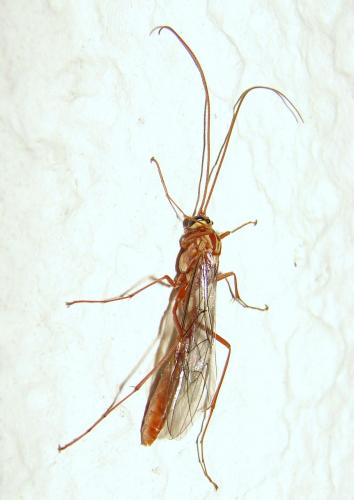 Ophion sp.