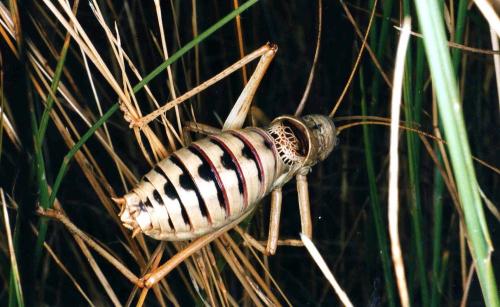 Réf. 52 304 : Lucasinova nigromarginata