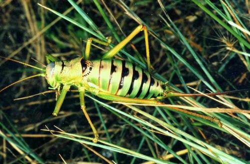 Réf. 52 305 : Lucasinova nigromarginata