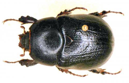 Réf. 52 477 : Pentodon bidens punctatum
