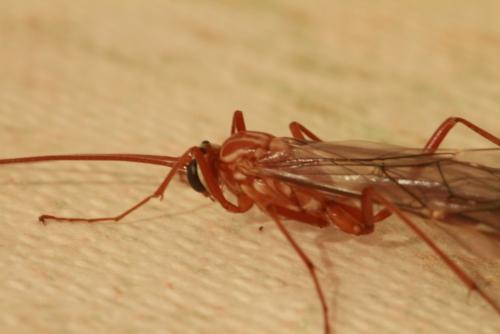 Ophion sp.