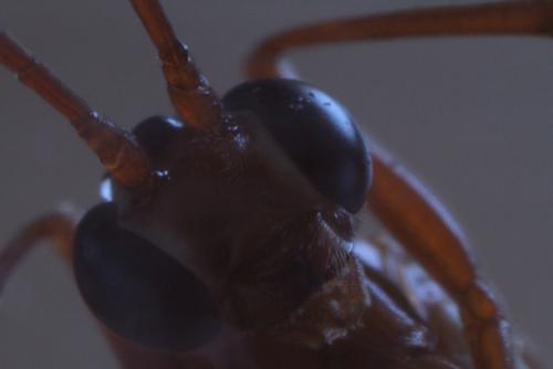 Ophion sp.
