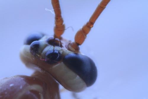 Ophion sp.
