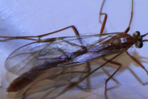 Ophion sp.