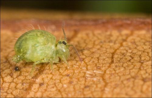 Sminthurus viridis
