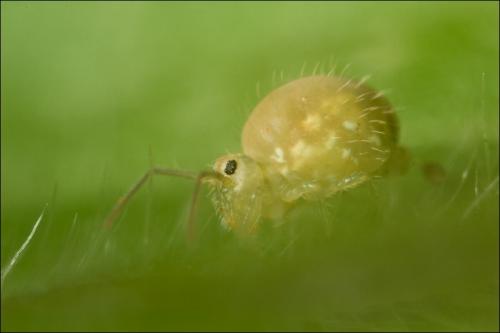 Réf. 52 485 : Sminthurus viridis