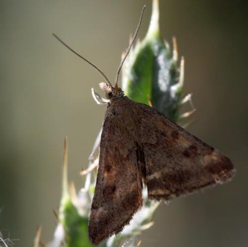 Pyrausta despicata