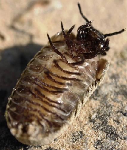 Réf. 52 748 : Glomeris marginata