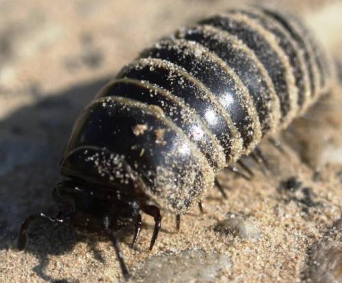 Glomeris marginata