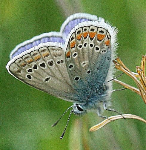 Réf. 52 923 : Polyommatus thersites