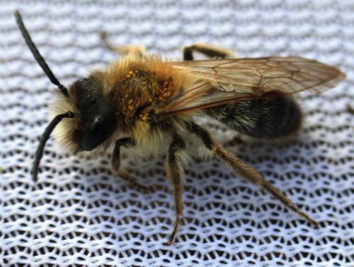 Andrena sp.