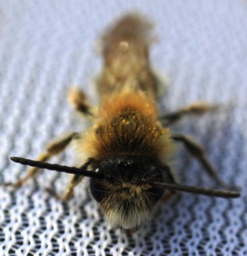 Andrena sp.