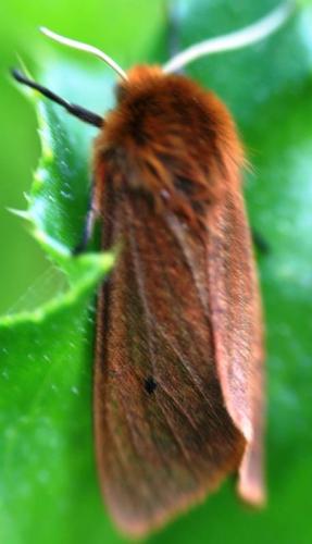 Phragmatobia fuliginosa