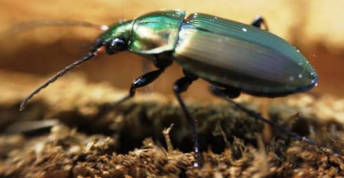 Poecilus cupreus