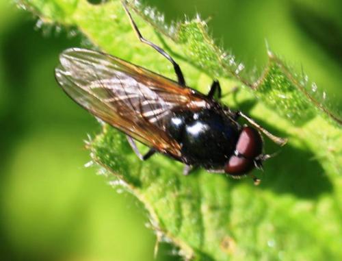 Cheilosia sp.