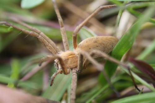 Pisaura mirabilis