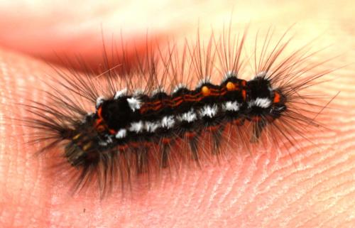 Euproctis similis