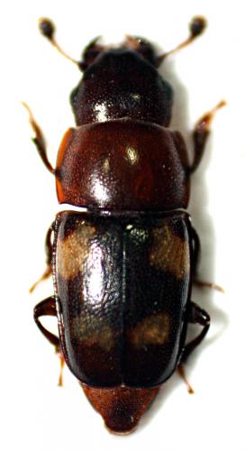 Glischrochilus quadrisignatus