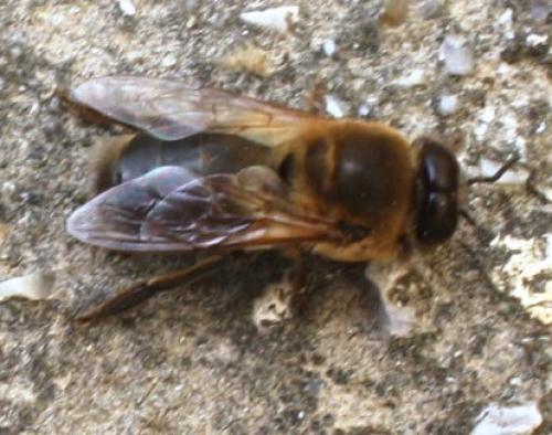 Apis mellifera