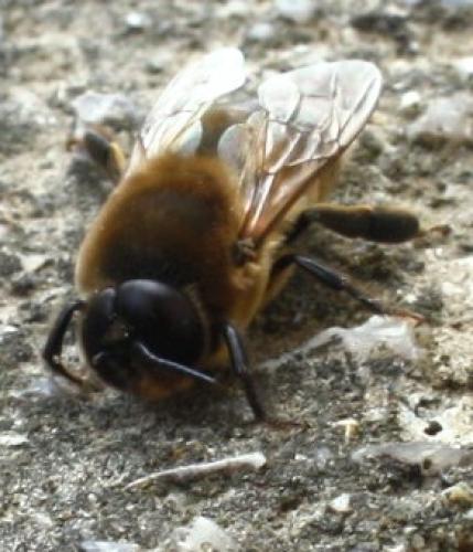 Réf. 52 989 : Apis mellifera