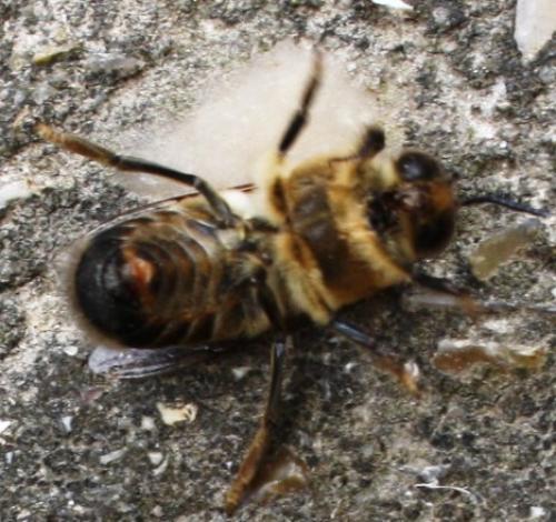 Apis mellifera