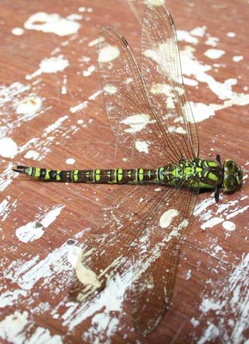 Aeshna cyanea