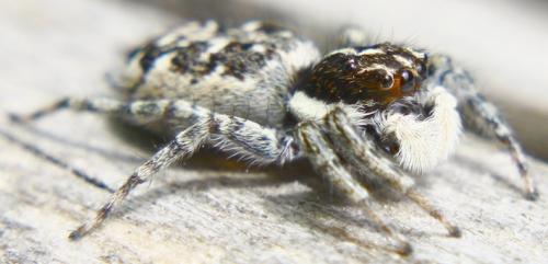 Menemerus semilimbatus