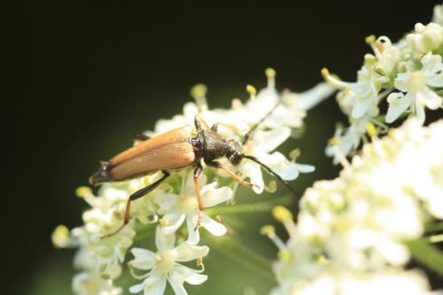 Stictoleptura rubra