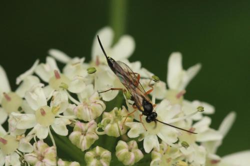 Réf. 52 334 : Campopleginae inconnu