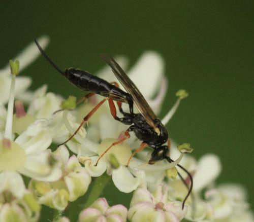 Réf. 52 408 : Campopleginae inconnu